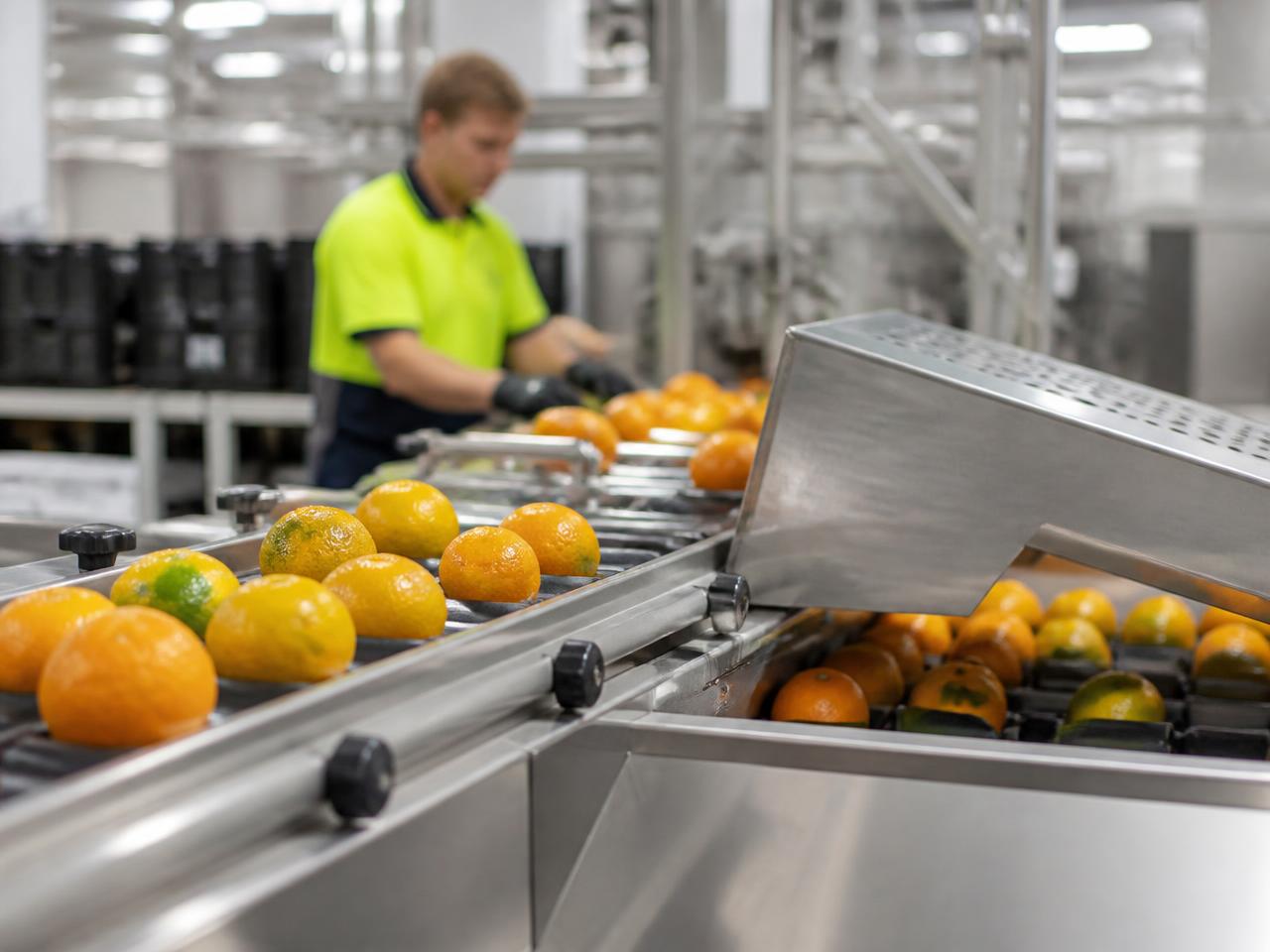 Citrus fruit moving along a stainless steel grading line inside a packhouse
