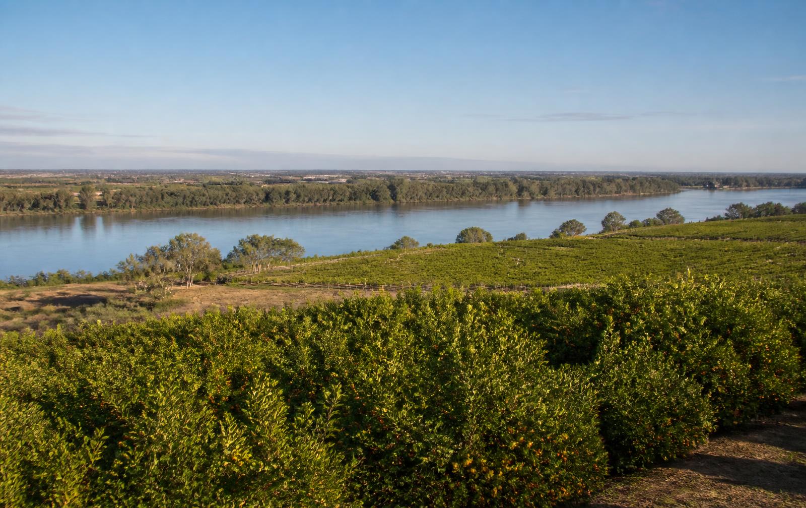 Irrigated citrus orchards and vineyards beside the Murray River near Mildura
